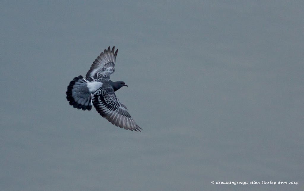 _RK_3753 rock pigeon flight 2014