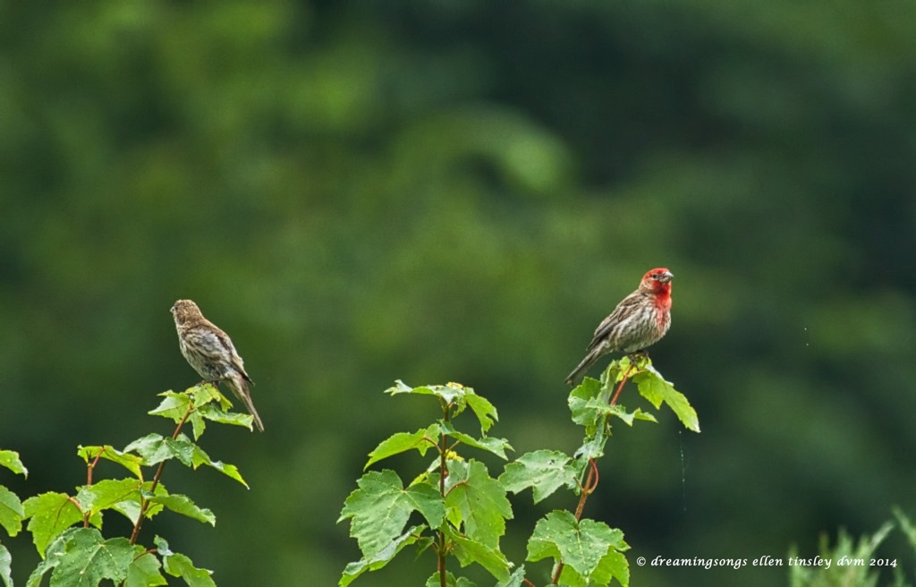 _RK_3896 house finch pair 2014