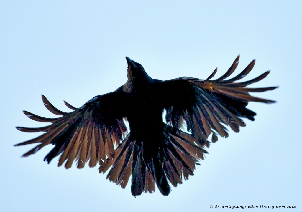 _RK_3947 crow full wing spread 2014