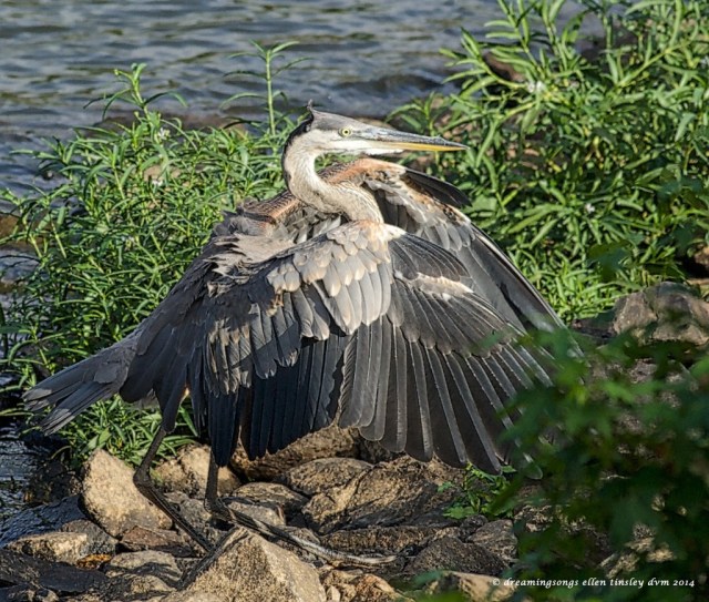 _RK_4196 imm GBH landing2014