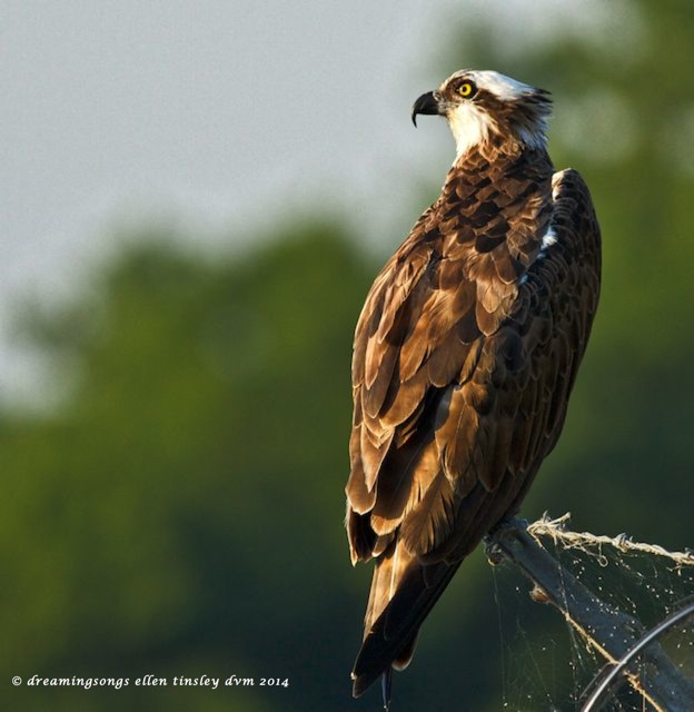 _RK_4389 Amelia osprey 2014 (1)