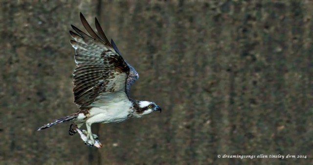 _RK_4850 Amelia fishing line 2014