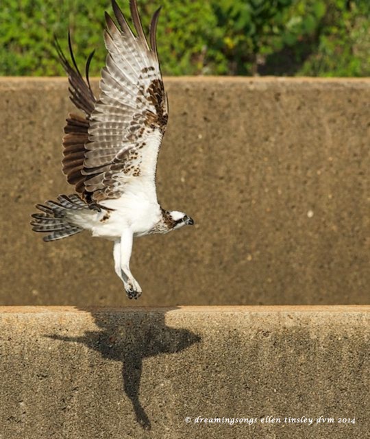 _RK_5539 Amelia and her shadow 2014 (1)
