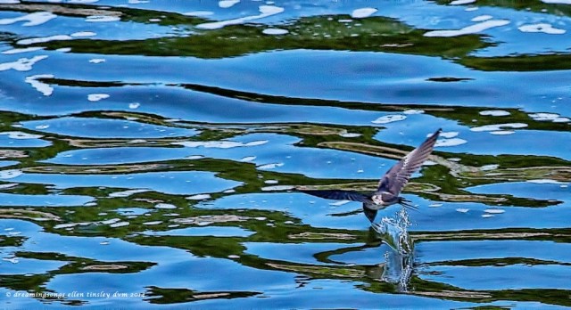 _RK_5689 swallow drinking 2014 (1)