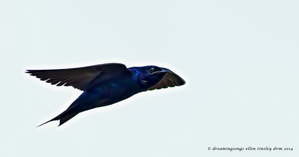 _RK_5943 purple martin subtle 2014 (1)
