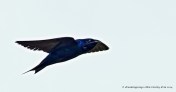_RK_5943 purple martin subtle 2014 (1)