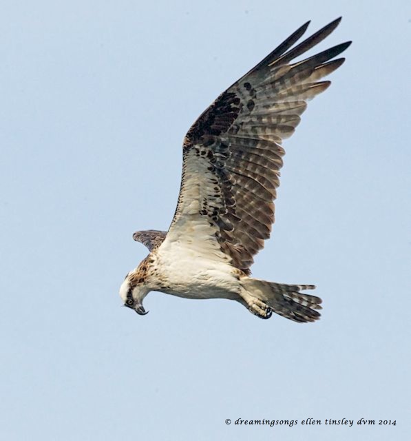 _RK_6200 Ace looking down2014 (1)