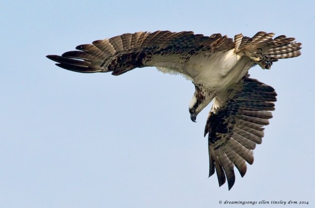 _RK_6219 osprey tip over to dive2014