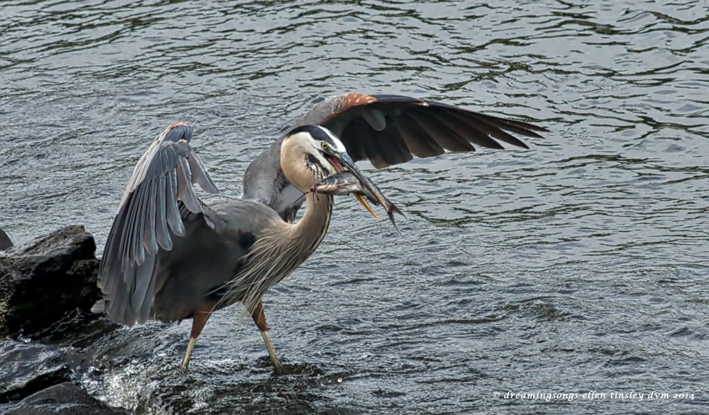 _RK_6589 Ball Foot and catfish2014