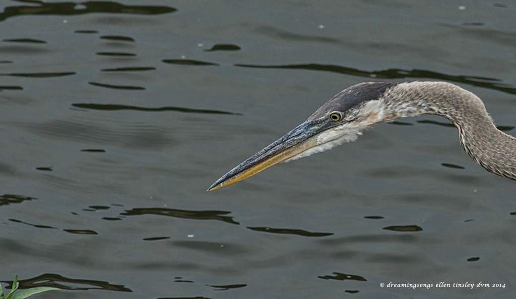 _RK_6804 immature GBH stalk 2014