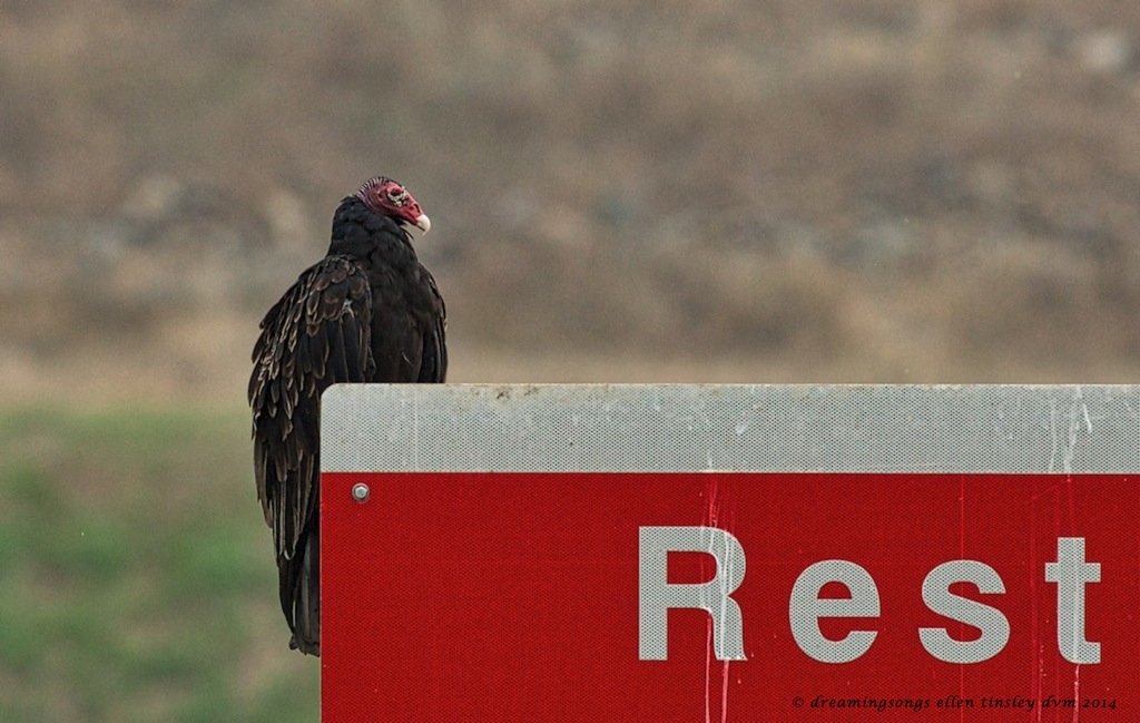 _RK_6817 vulture humor 2014