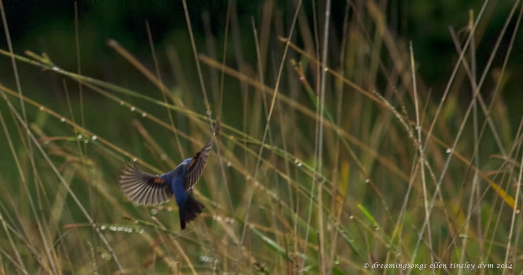 _RK_7120 blue grosbeak landing 2014 (1)