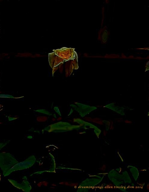 _RK_7195 eventide rose 3  2014