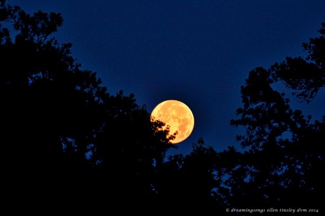 _RK_7247 full moon setting 7-12-20142014