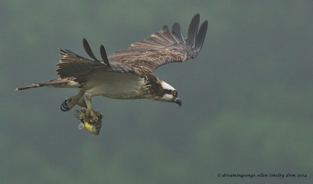 _RK_7420 Ace with sunfish 2014