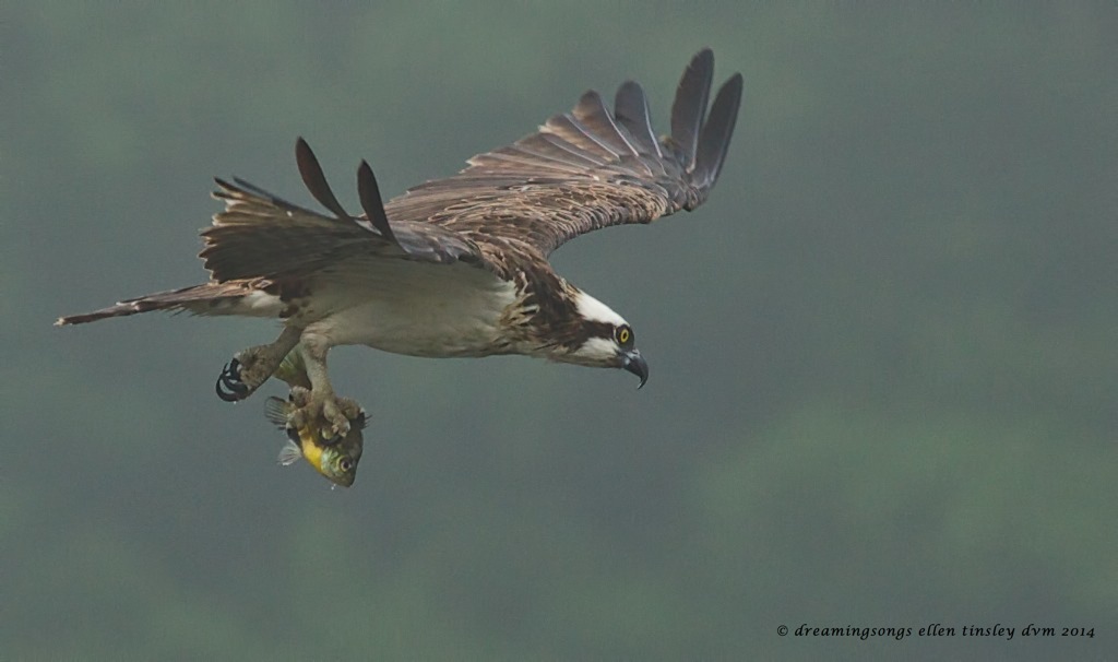 _RK_7420 Ace with sunfish 2014