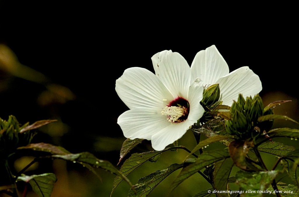 _RK_7530 halberd-leaf rose mallow 2014
