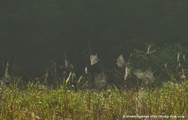 _RK_7627 drunken webs 2014