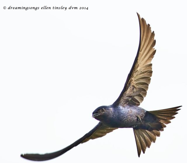_RK_7964 purple martin full wings 2014