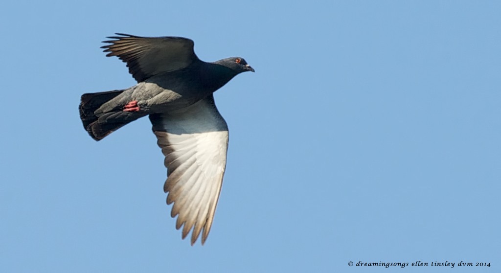 _RK_9250 rock pigeon flight 2014