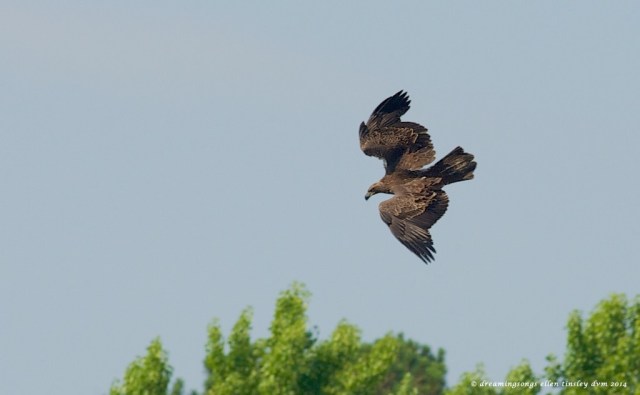 _RK_9457 yearling eagle start of dive 2014 (1)