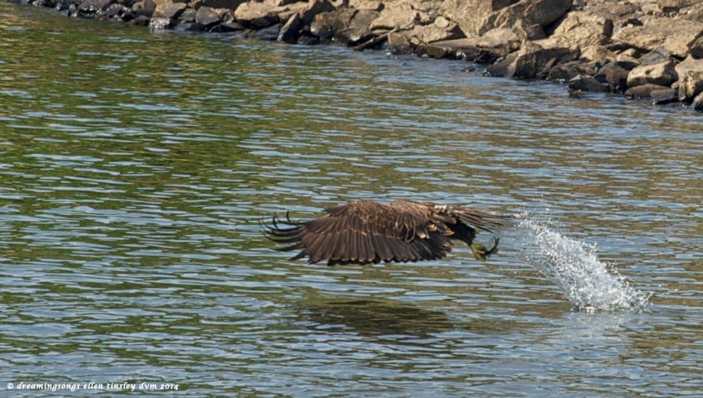 _RK_9468 eaglet catches small fish2014 (1)