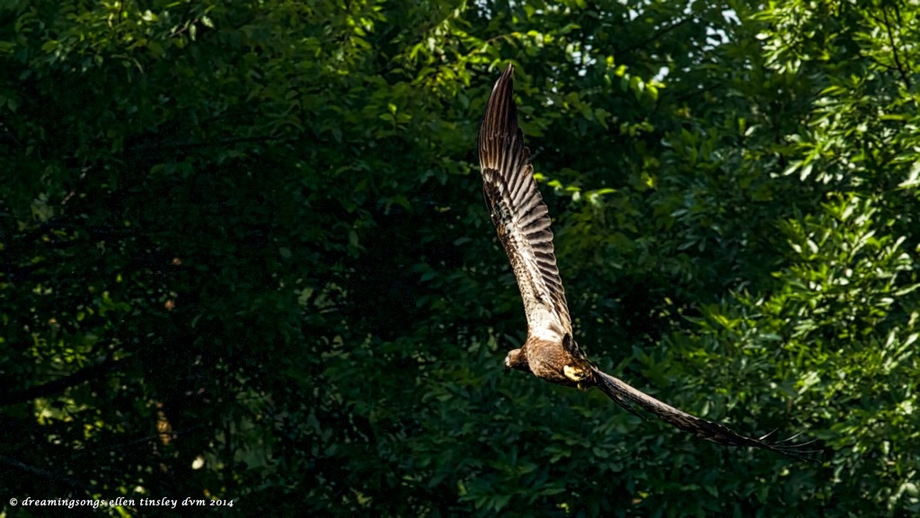 _RK_9558 eaglet bending away 2014 (1)