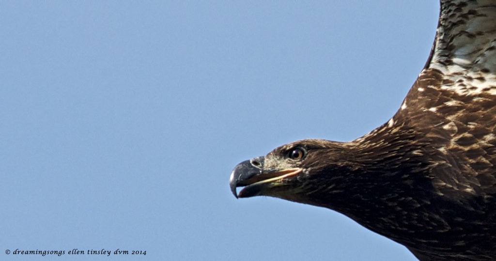 _RK_9573 yearling bald eagle 2014