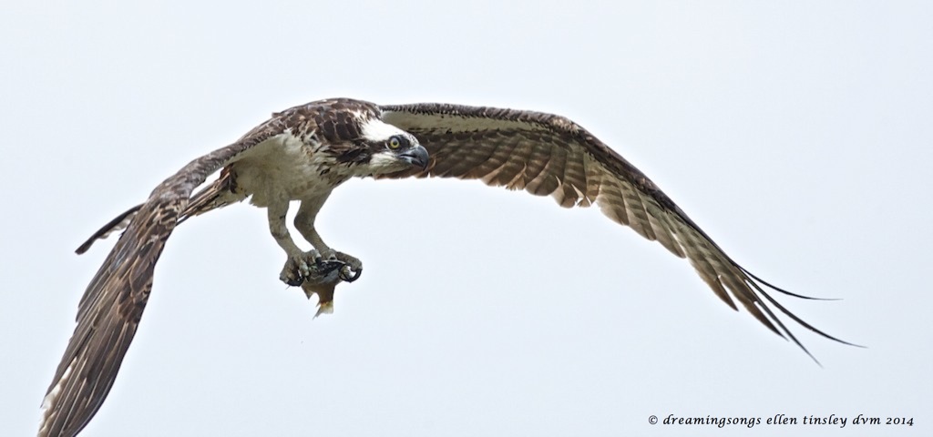 _RK_9699 osprey delicate touch 2014