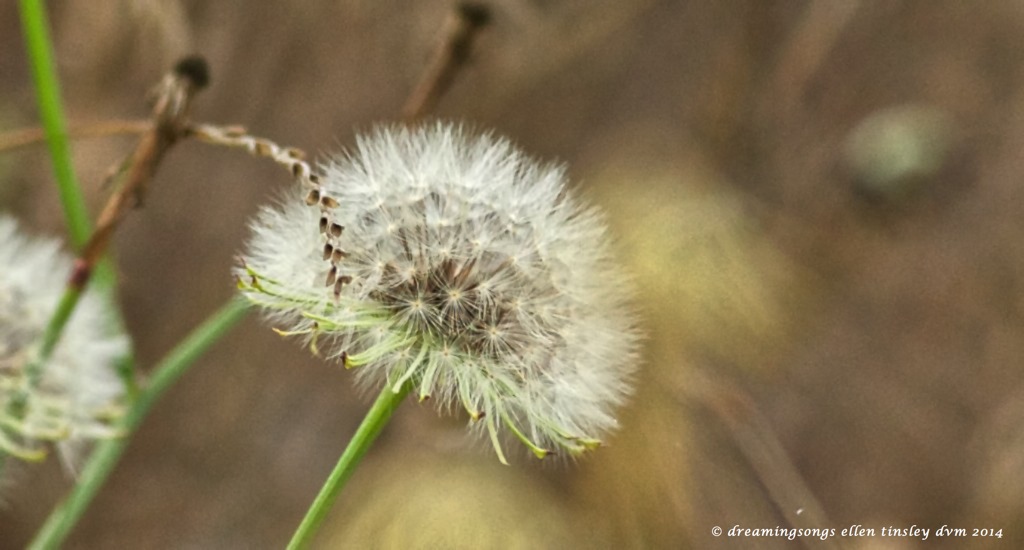 _RK_9720 dandelion abstract 2014