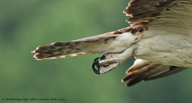 _RK_9968 osprey foot talon detail 2014