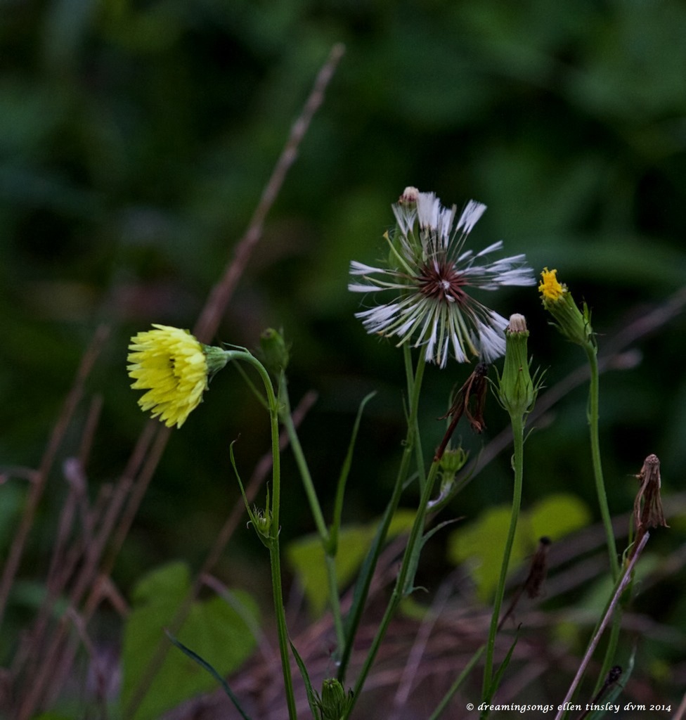 IMG_0100 dandelion cycle 2014