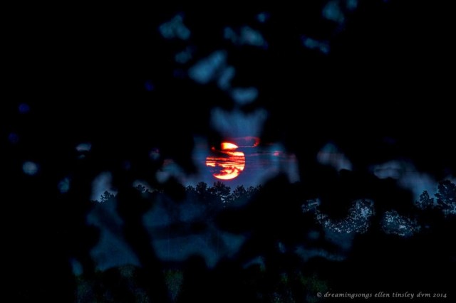 IMG_0176 Creators furnace dawn 2014