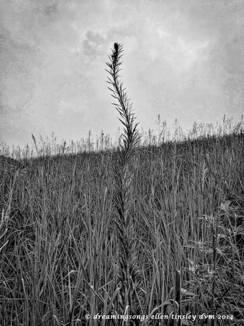 IMG_7476 dam's tail 2014 (1)