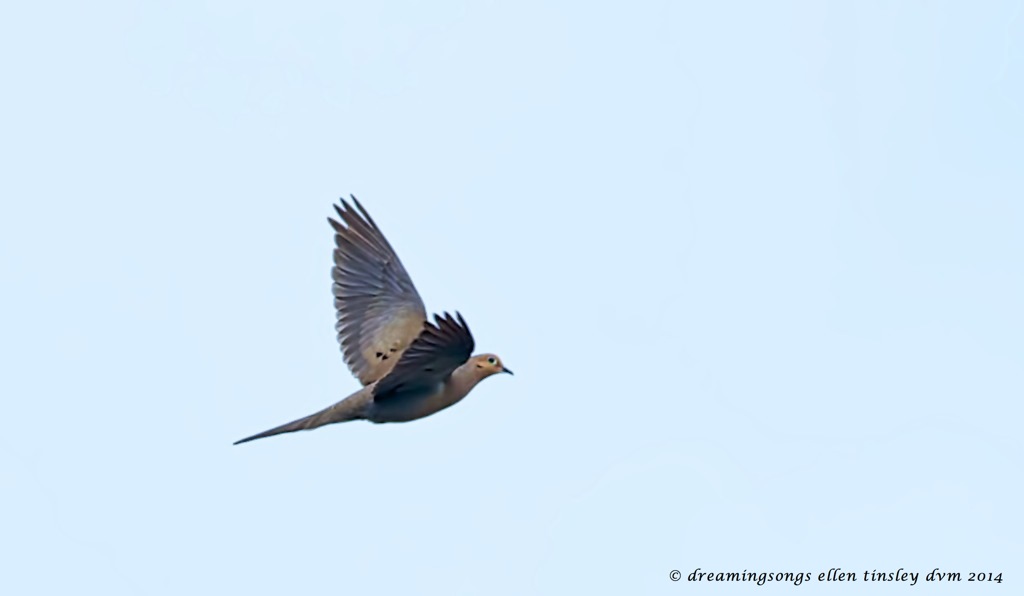 _RK_1782 - Version 2 morning dove flight B 2014