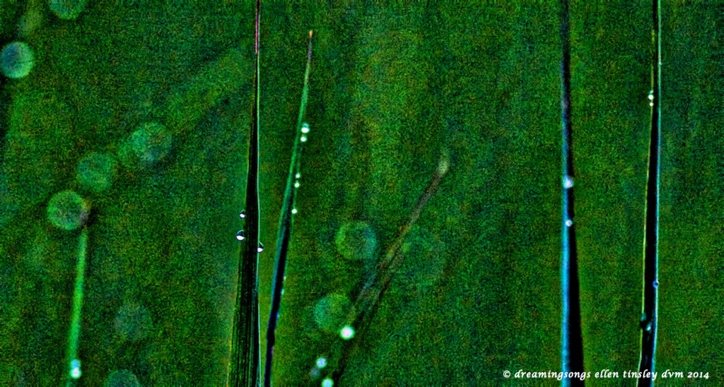 _RK_1815 3 dew beads 2014