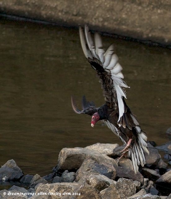 _RK_1875 turkey vulture full wing lands 2014 (1)