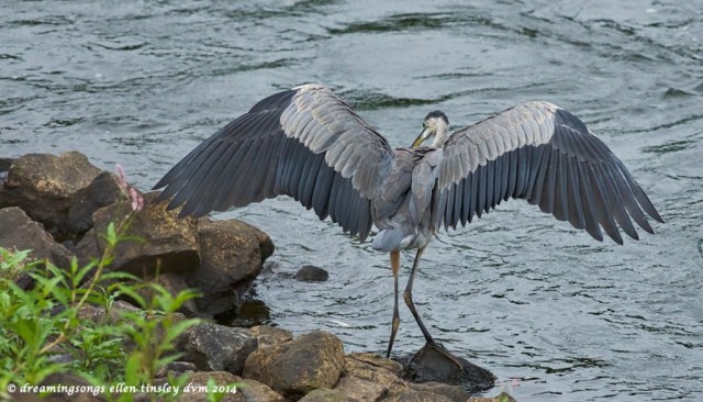 _RK_1962 gbh youngster dropped fish 2014