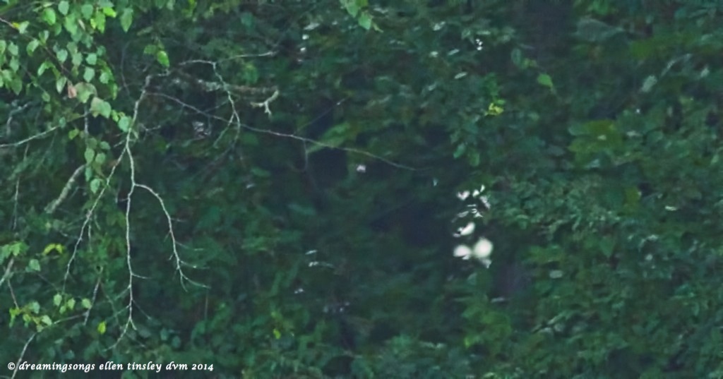 _RK_2195 ogre and cat and monkey2014