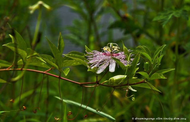 _RK_2649 passion flower Haw River 2014 (1)