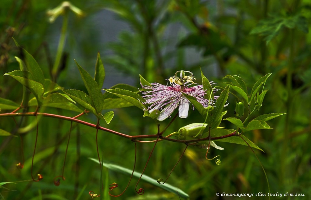 _RK_2649 passion flower Haw River 2014 (1)
