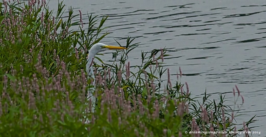 _RK_5005 egret in smart weed 2014