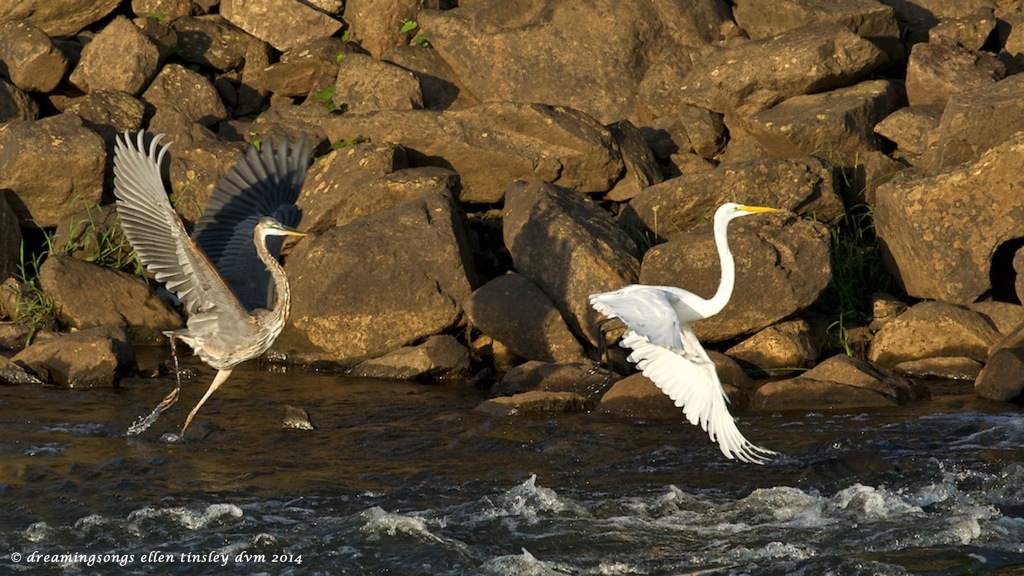 _RK_5225 gbh great egret chase 2014