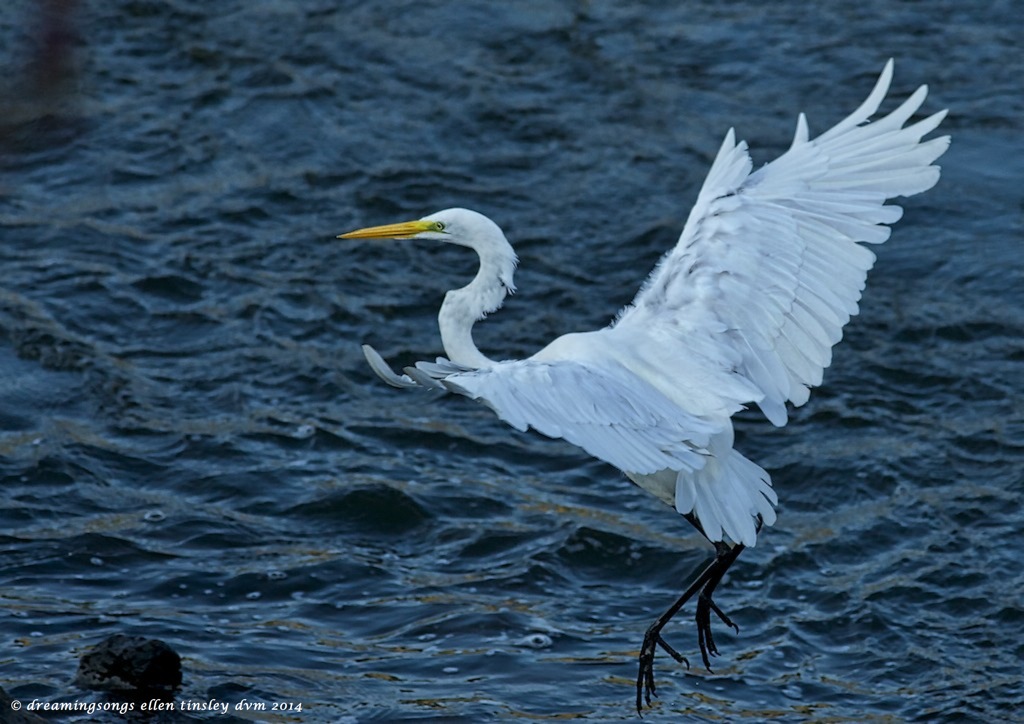 _RK_5301 great egret landing2014