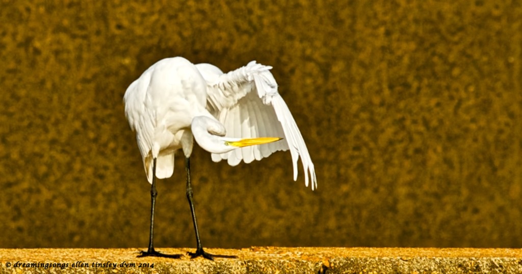 _RK_6333 egret sees loose feather 2014