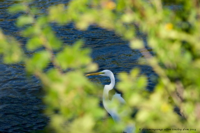 _RK_6589 egret natural vignette 2014 (1)