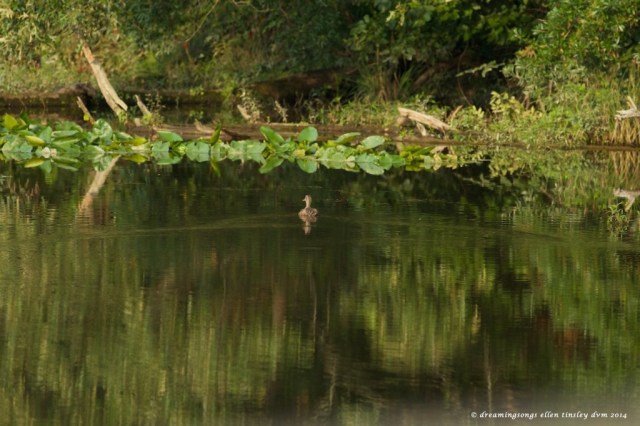 _RK_7062 mallard swimming away medium 2014