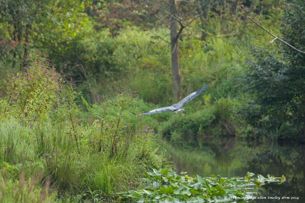 _RK_7077 gbh flies away medium 2014 (1)