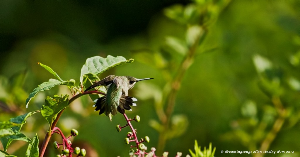 _RK_7128 hummer scratch 2014