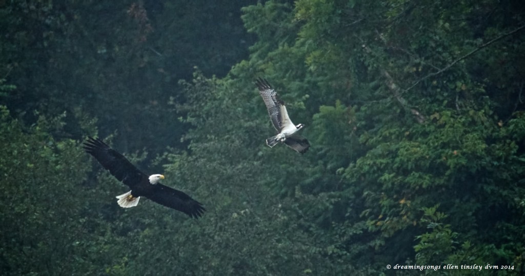 _RK_7413 - Version 2 eagle osprey chase 2014